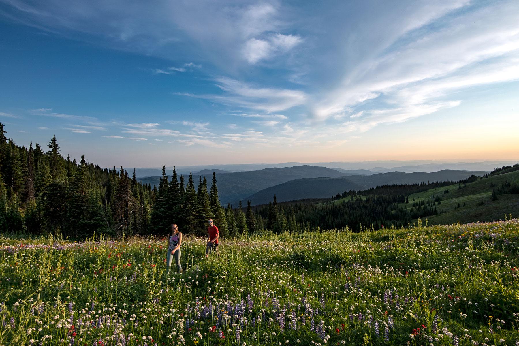 Hikers walking through West Bowl during the Wild Flower season at Sun Peaks Resort